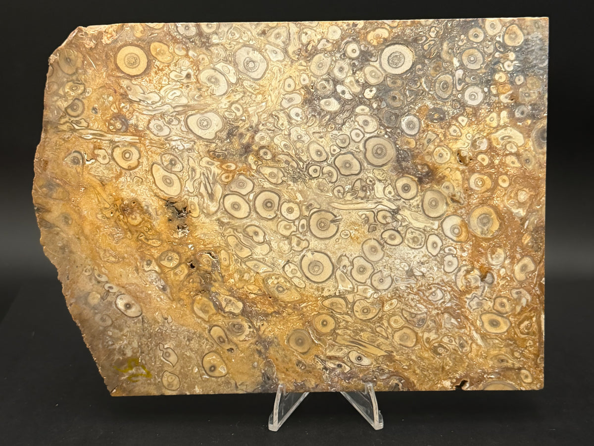 Fossilized Palm Wood