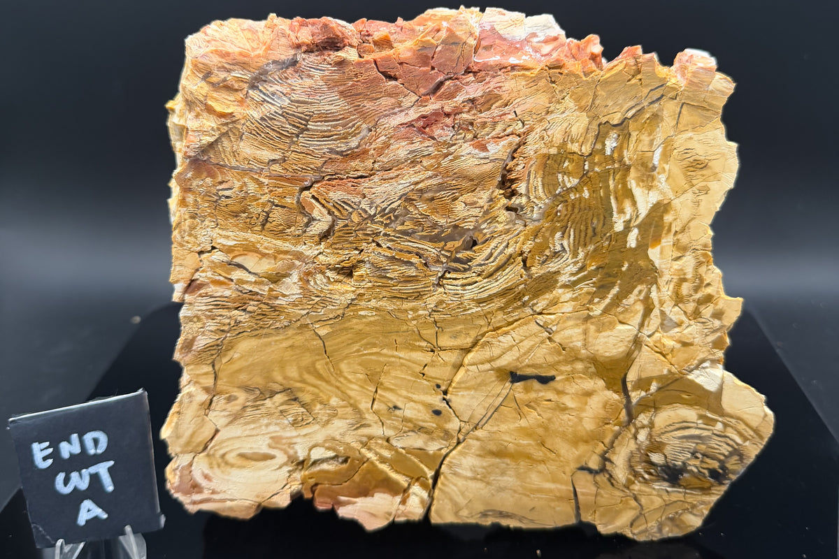 Howardite Jasper
