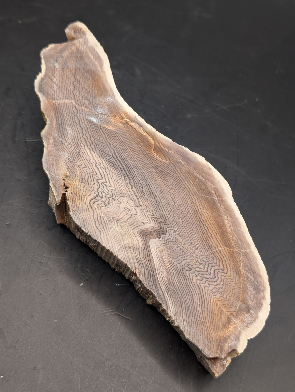 Hells Canyon Petrified Wood (Polished)