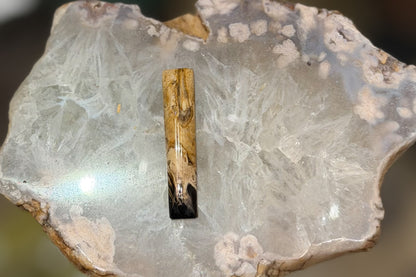 Fossilized Palm Wood Cabochons