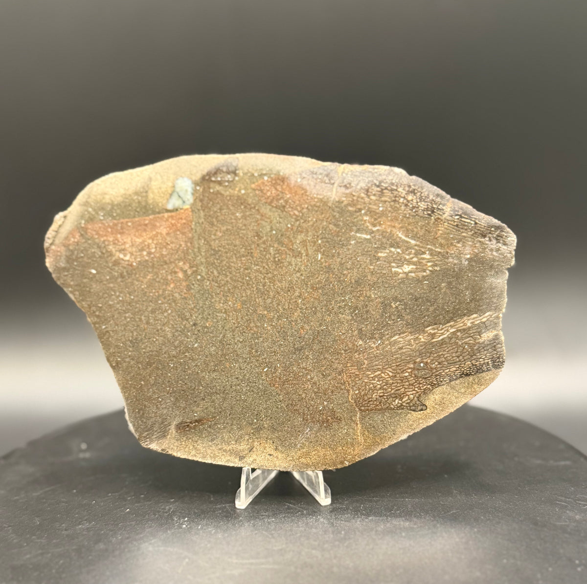 Stabilized Dinosaur Bone slab (Unpolished)