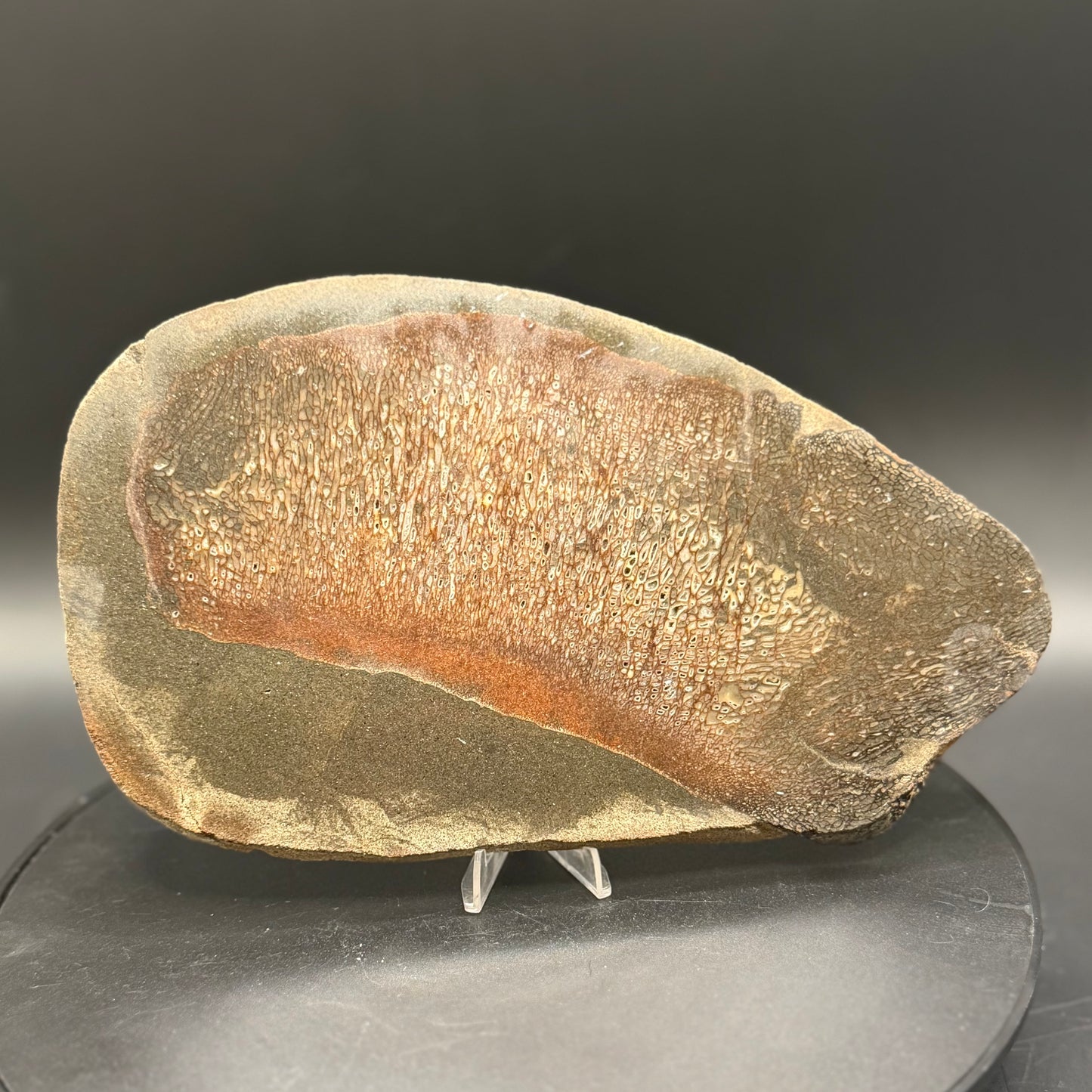 Stabilized Dinosaur Bone slab (Unpolished)