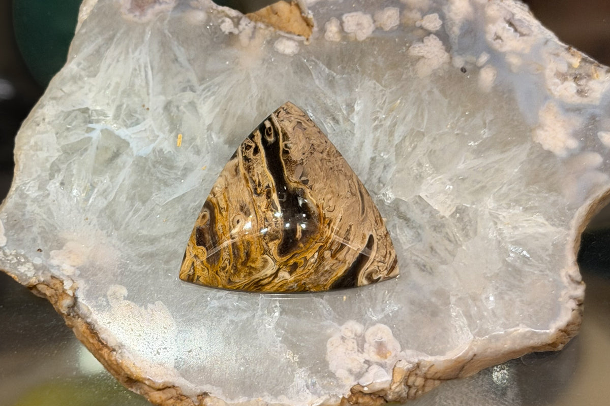 Fossilized Palm Wood Cabochons