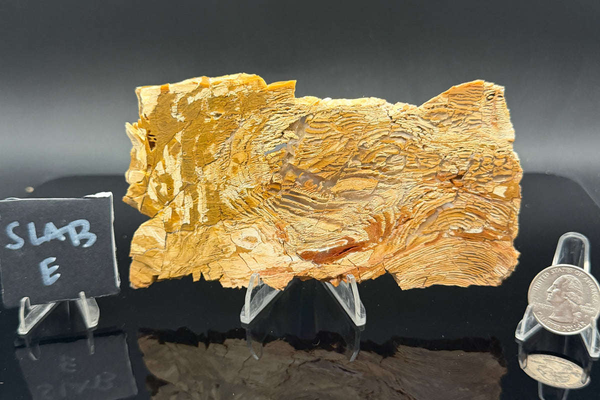 Howardite Jasper