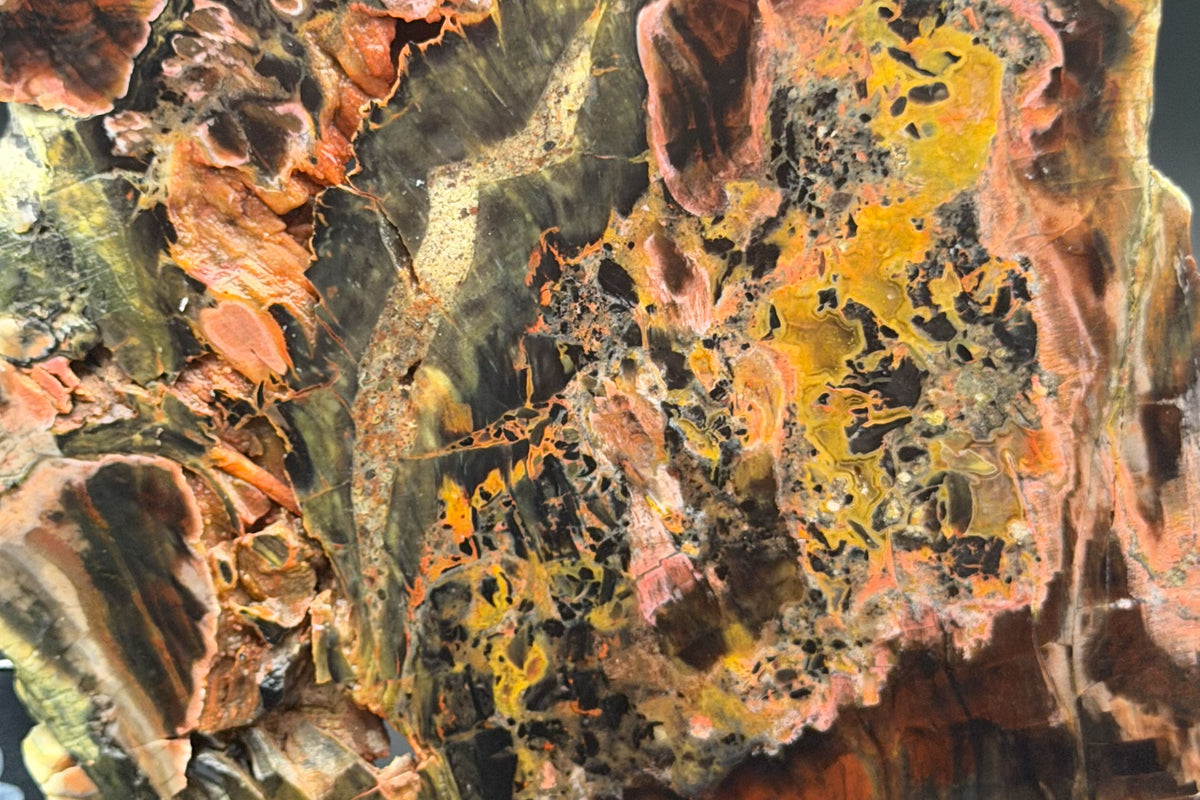 Turkish Petrified Wood (Unpolished)