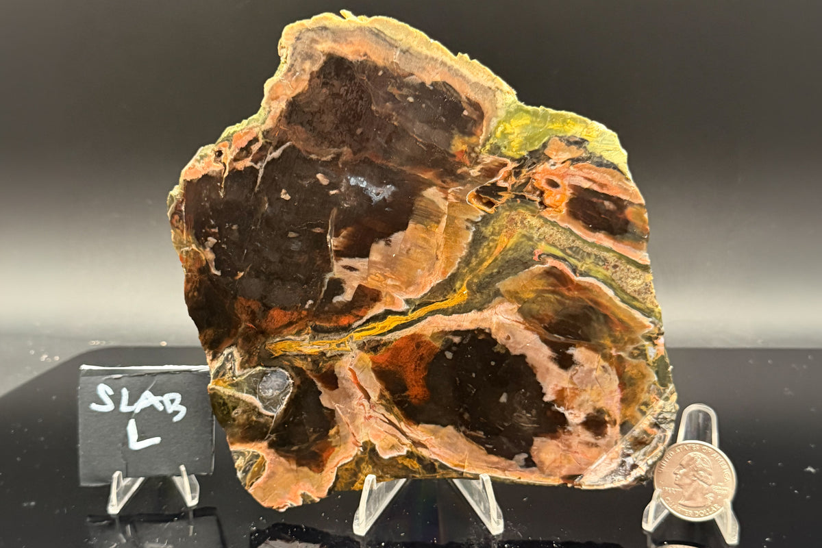 Turkish Petrified Wood (Unpolished)