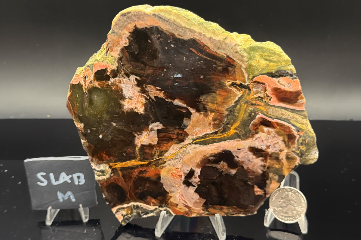 Turkish Petrified Wood (Unpolished)