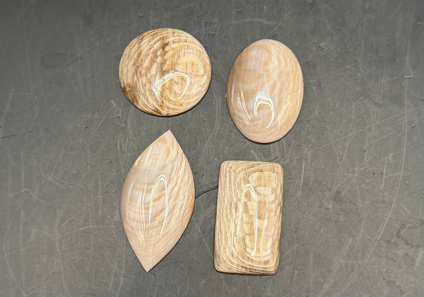 Badger Pocket Petrified Wood