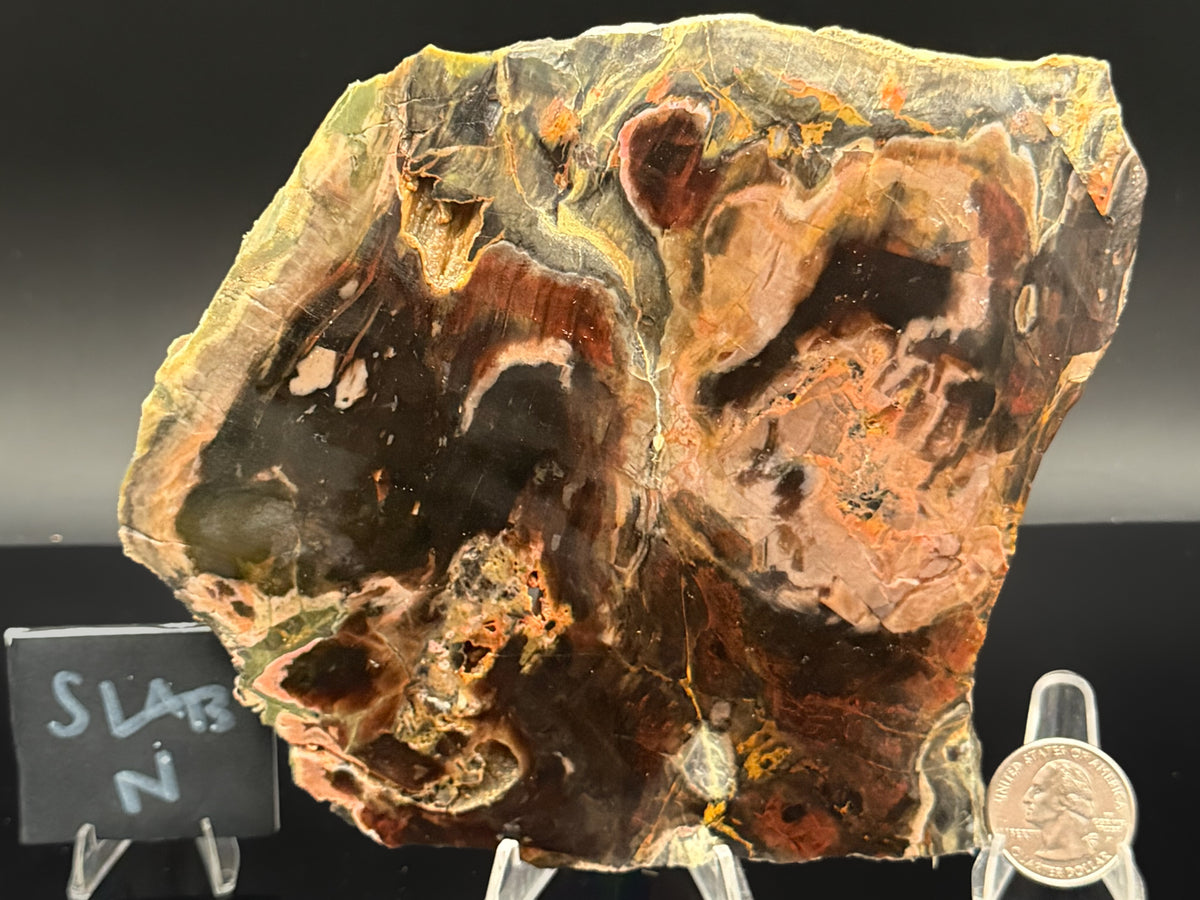 Turkish Petrified Wood (Unpolished)