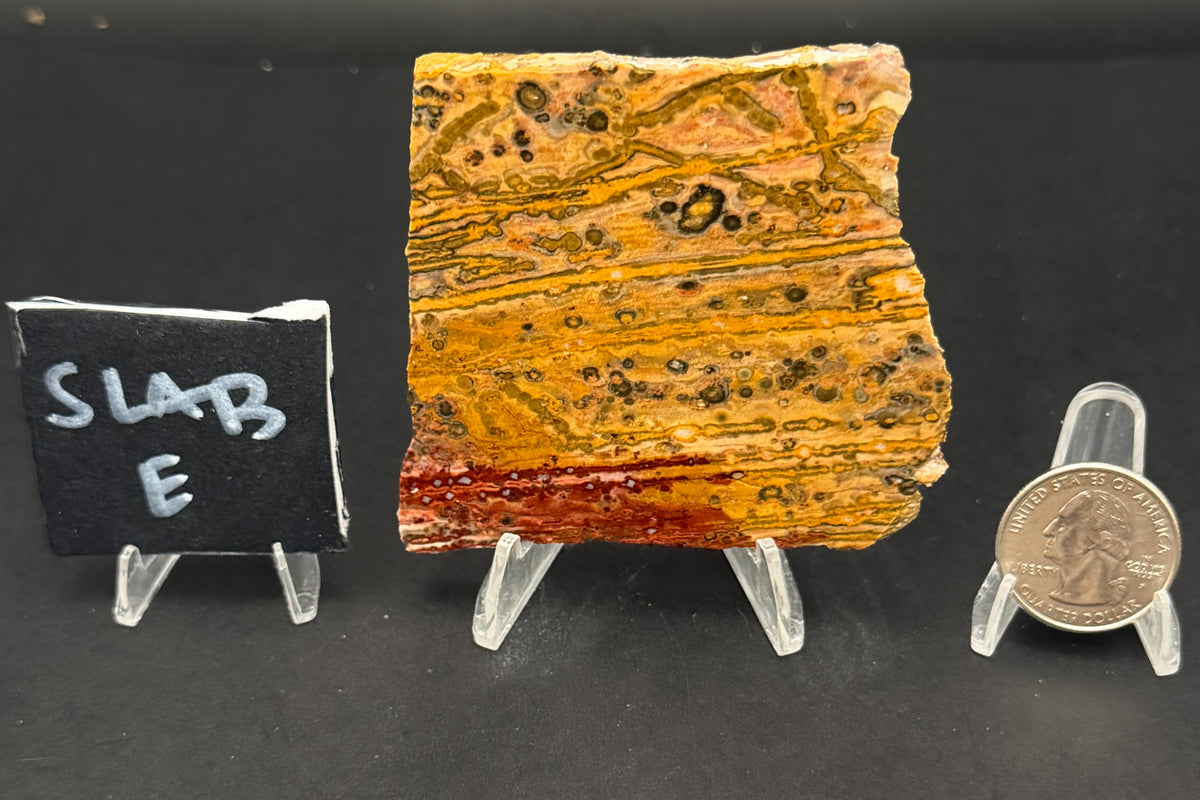 Leopard Skin Rhyolite (Unpolished)