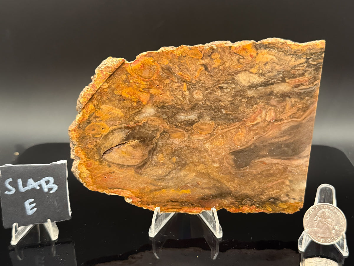 Jasperized Petrified Wood (Unpolished)