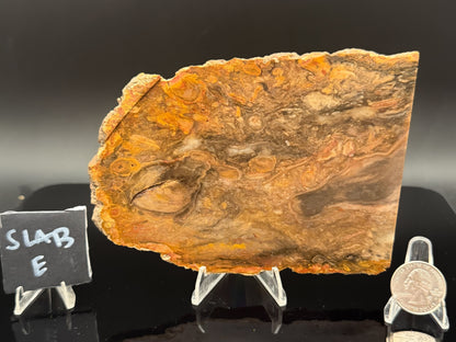 Jasperized Petrified Wood (Unpolished)