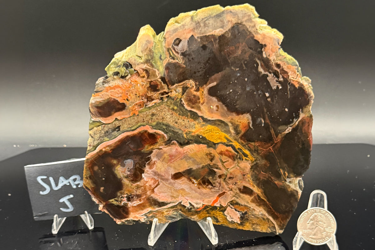 Turkish Petrified Wood (Unpolished)