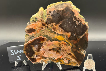 Turkish Petrified Wood (Unpolished)