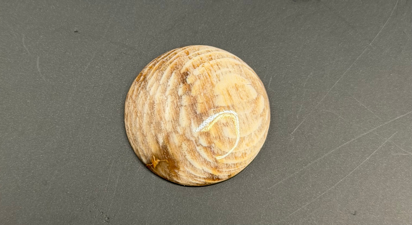 Badger Pocket Petrified Wood