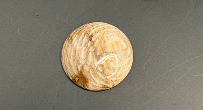 Badger Pocket Petrified Wood