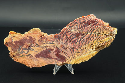Howardite Jasper