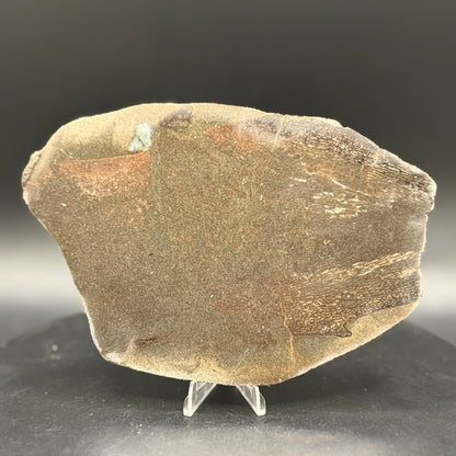 Stabilized Dinosaur Bone slab (Unpolished)