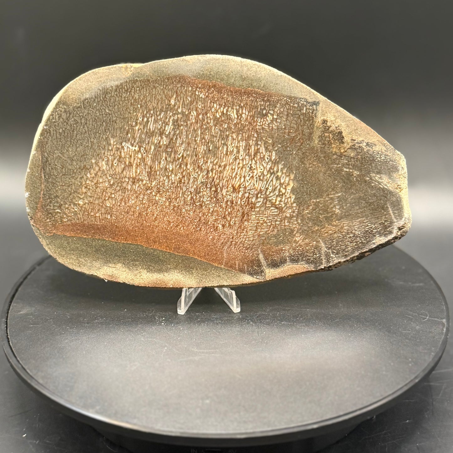 Stabilized Dinosaur Bone slab (Unpolished)