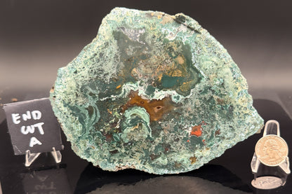 Turkish Limbcast with Agatized Chrysocolla (Unpolished)