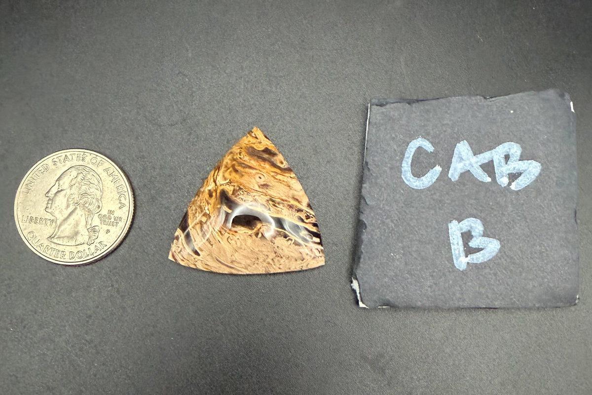 Fossilized Palm Wood Cabochons
