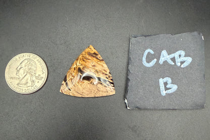 Fossilized Palm Wood Cabochons