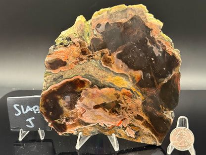 Turkish Petrified Wood (Unpolished)