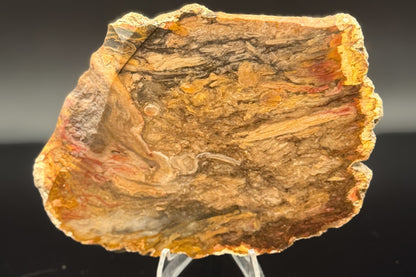 Jasperized Petrified Wood (Unpolished)