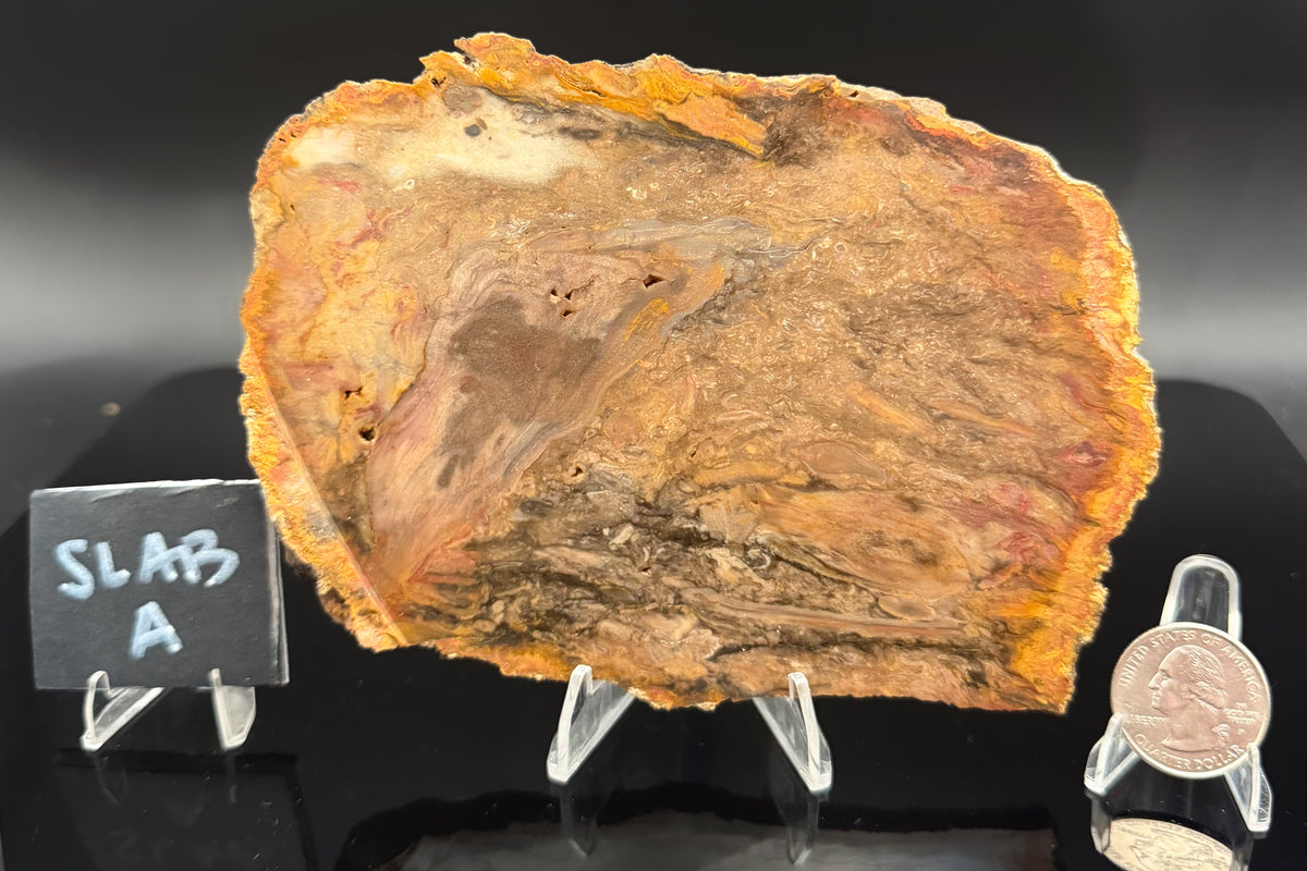 Jasperized Petrified Wood (Unpolished)