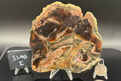 Turkish Petrified Wood (Unpolished)