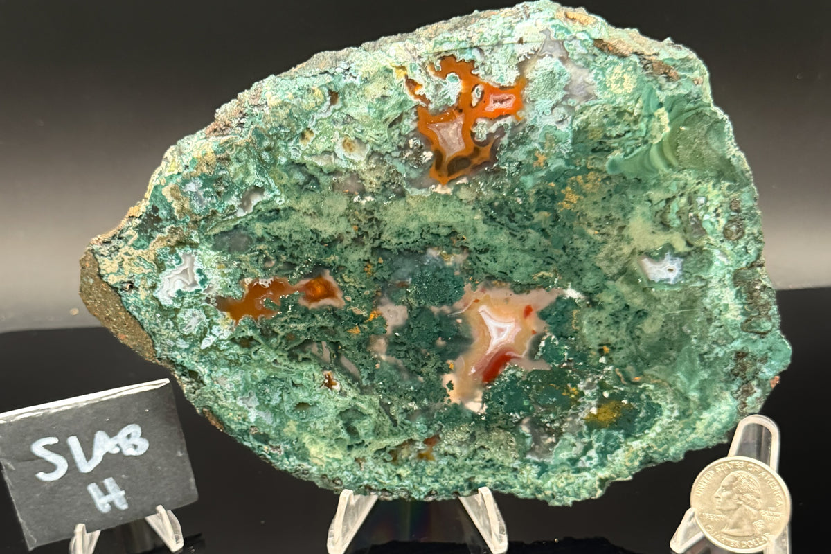 Turkish Limbcast with Agatized Chrysocolla (Unpolished)