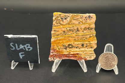 Leopard Skin Rhyolite (Unpolished)