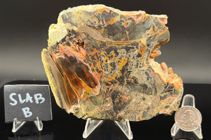 Turkish Petrified Wood (Unpolished)