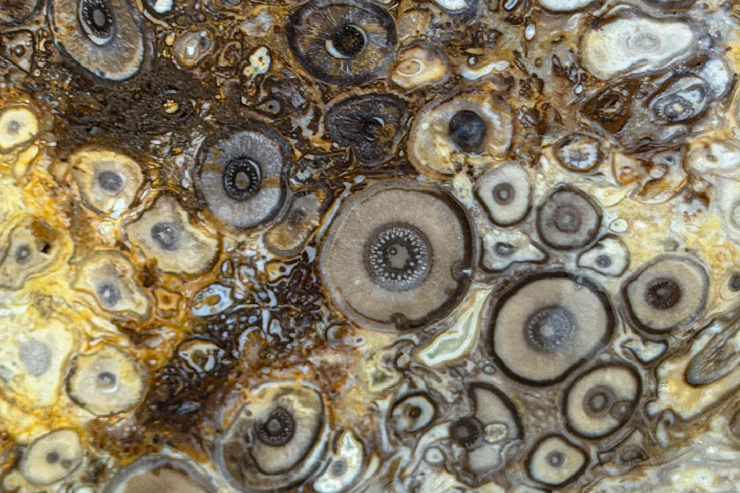 Fossilized Palm Wood