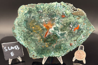 Turkish Limbcast with Agatized Chrysocolla (Unpolished)