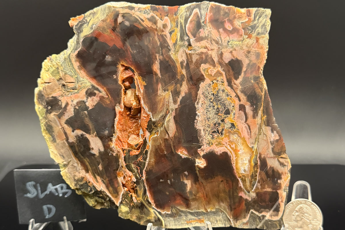 Turkish Petrified Wood (Unpolished)