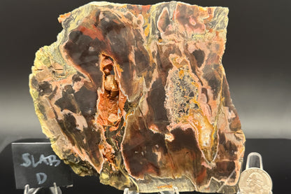 Turkish Petrified Wood (Unpolished)