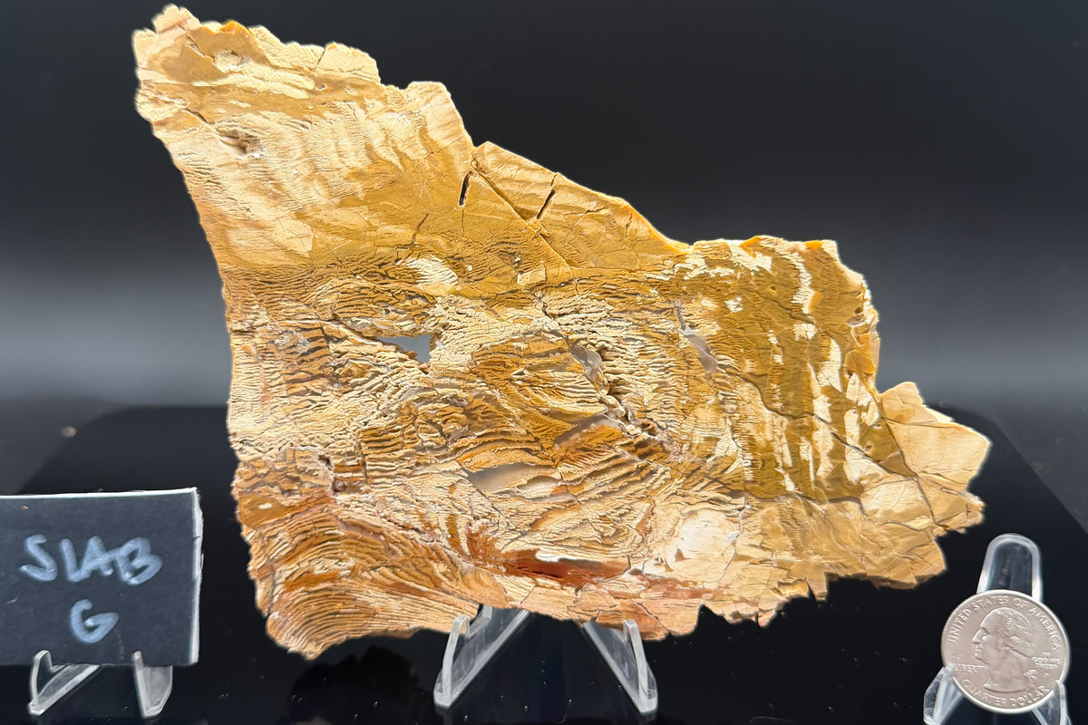 Howardite Jasper