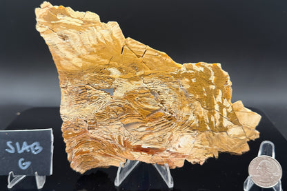 Howardite Jasper