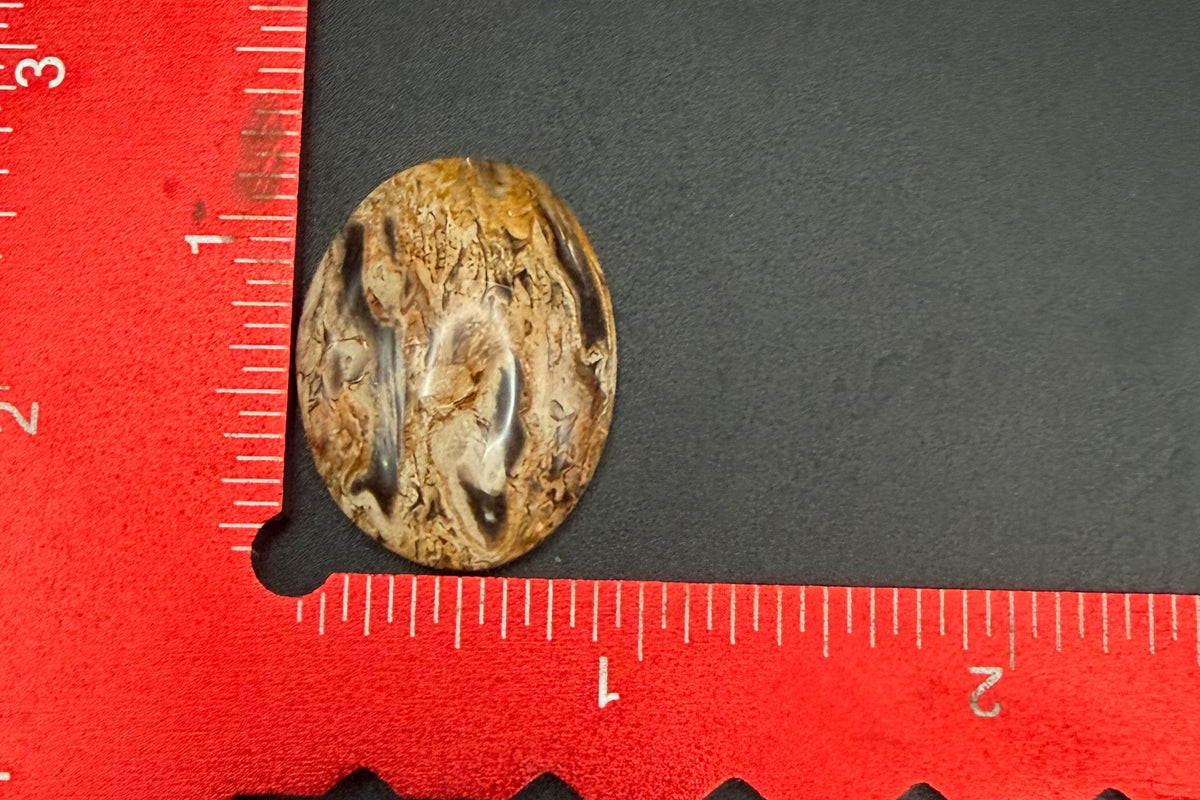 Fossilized Palm Wood Cabochons