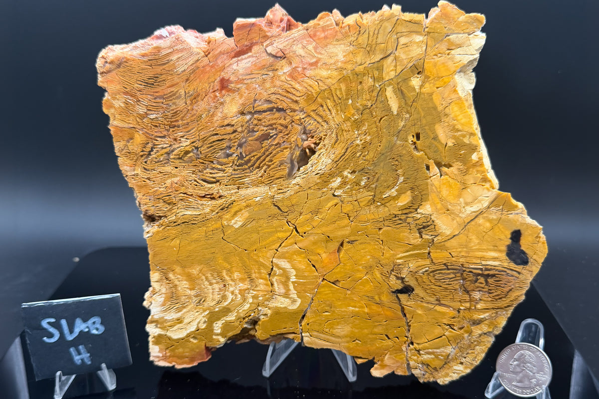 Howardite Jasper