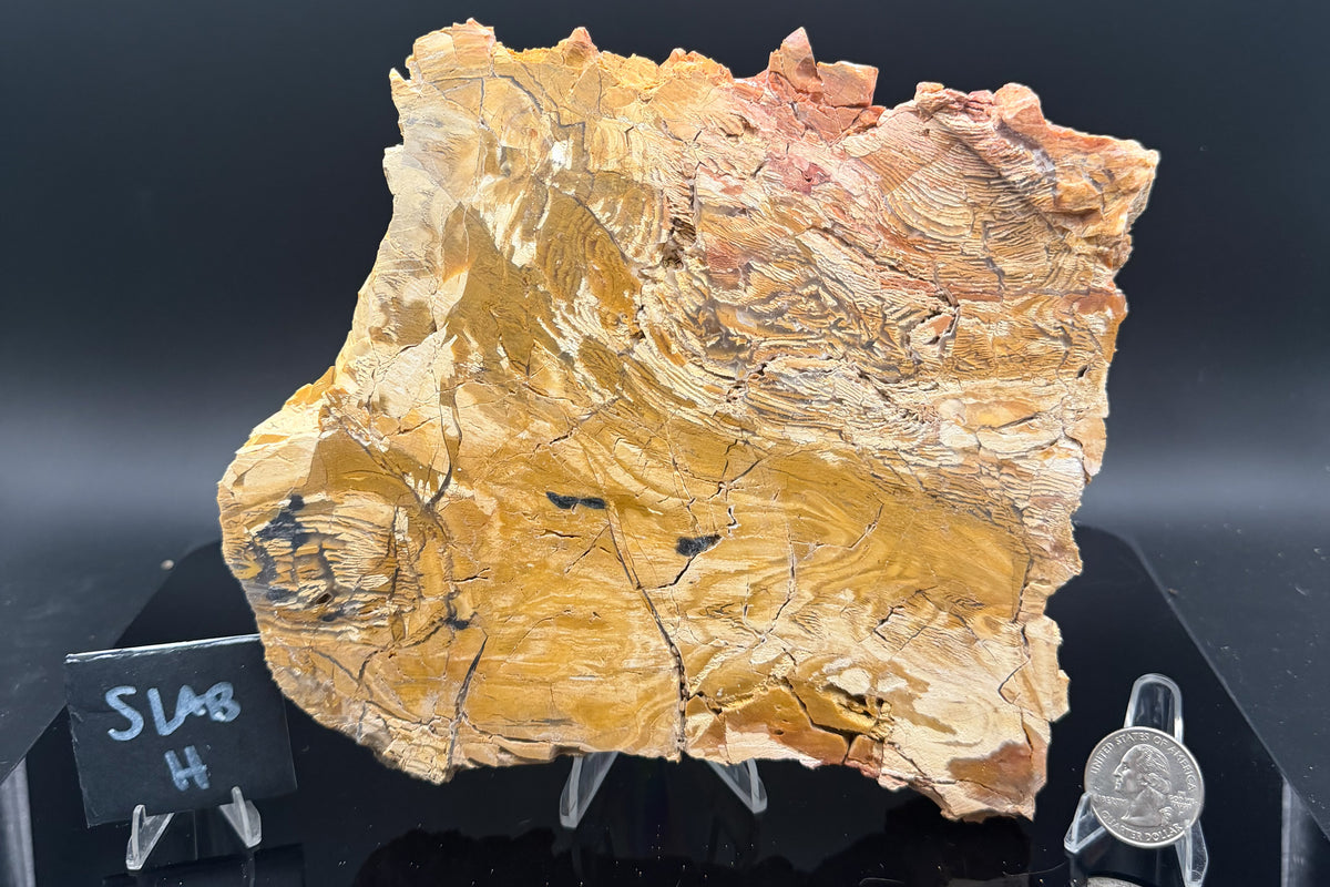 Howardite Jasper