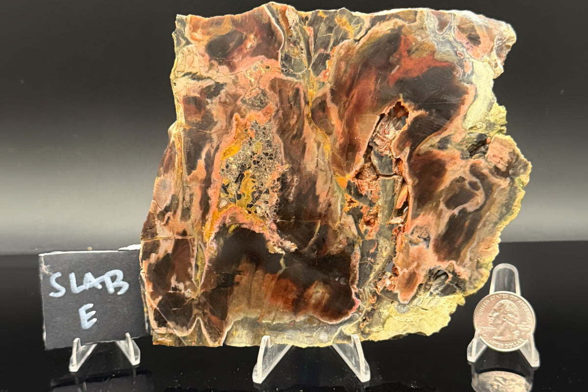 Turkish Petrified Wood (Unpolished)