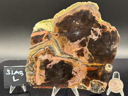 Turkish Petrified Wood (Unpolished)