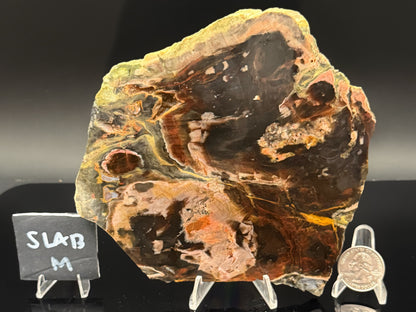 Turkish Petrified Wood (Unpolished)