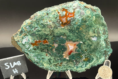 Turkish Limbcast with Agatized Chrysocolla (Unpolished)