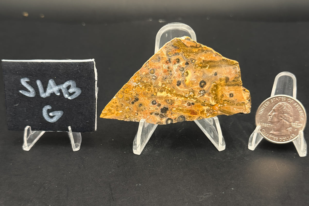 Leopard Skin Rhyolite (Unpolished)