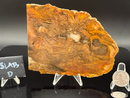 Jasperized Petrified Wood (Unpolished)