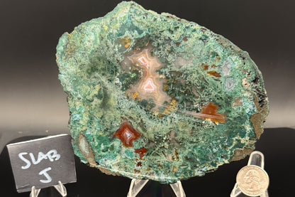 Turkish Limbcast with Agatized Chrysocolla (Unpolished)