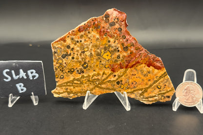 Leopard Skin Rhyolite (Unpolished)